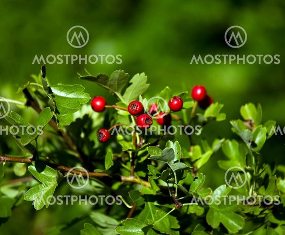 Hawthorn Berries