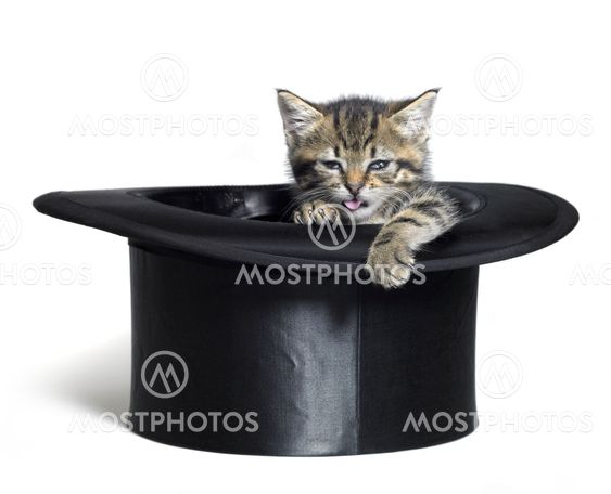 funny kitten in top hat