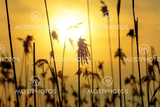 Sea grass in yellow backlight during evening
