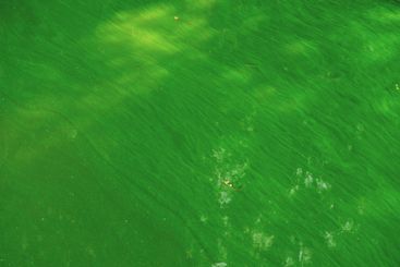 Vivid green surface with light reflections in a natural...