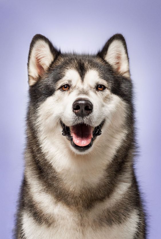 Alaskan Malamute, 2 years old, sitting in front of lilac...