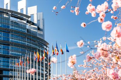 Cherry blossom tree sakura tree European Parliament