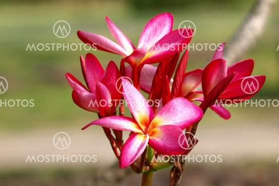 Close-up of beautiful red plumeria