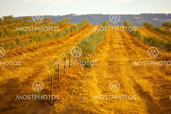 Olive tree field