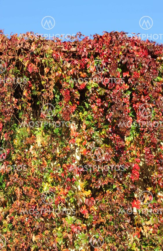 Close up of autumn ivy leaves