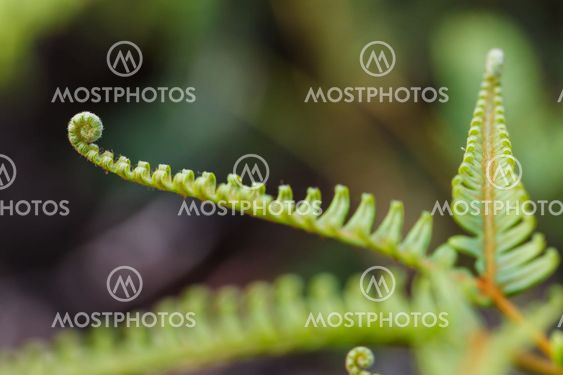 fresh green fern leafs in the forest