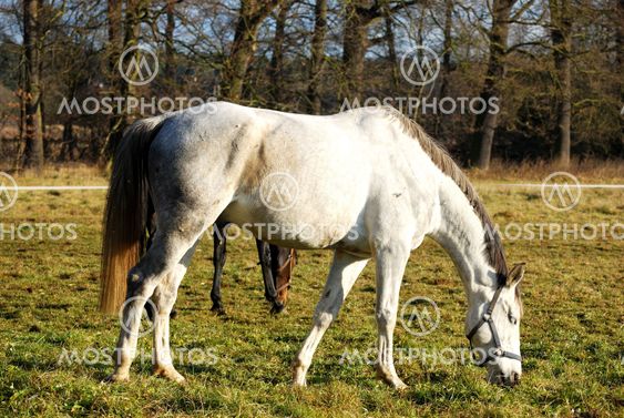 white horse on the catwalk