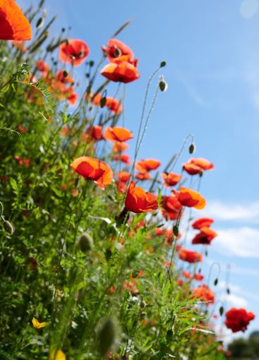 Poppies, outdoor field and travel to countryside,...