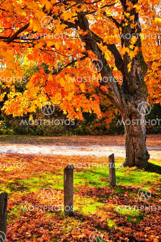 Autumn maple tree near road