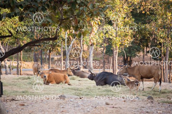 banteng