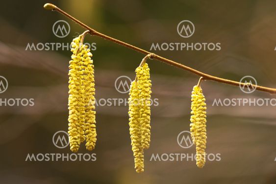 Closeup of hazel catkins during spring