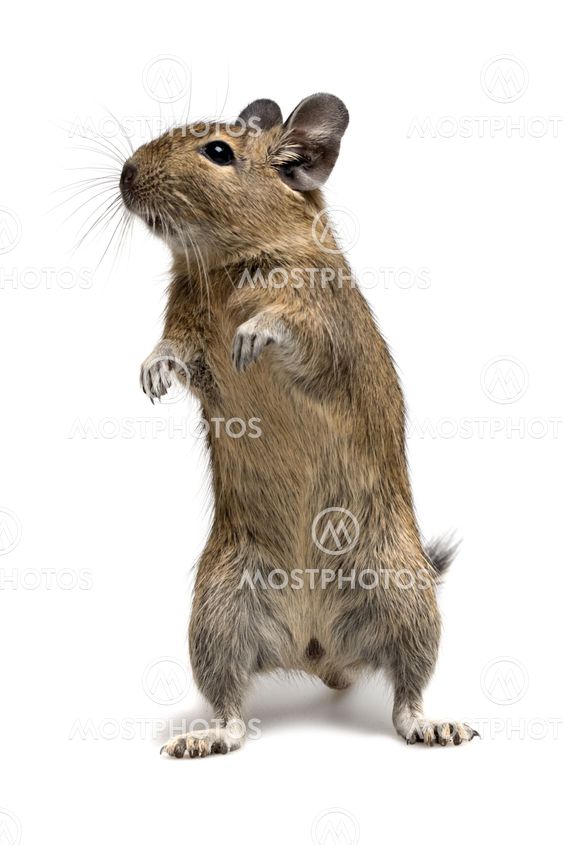 standing degu