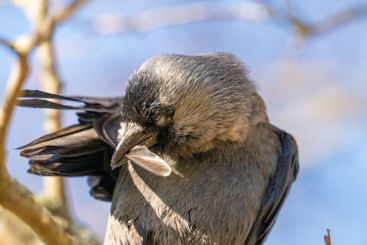 Western jackdaw Coloeus monedula grooming feathers.
