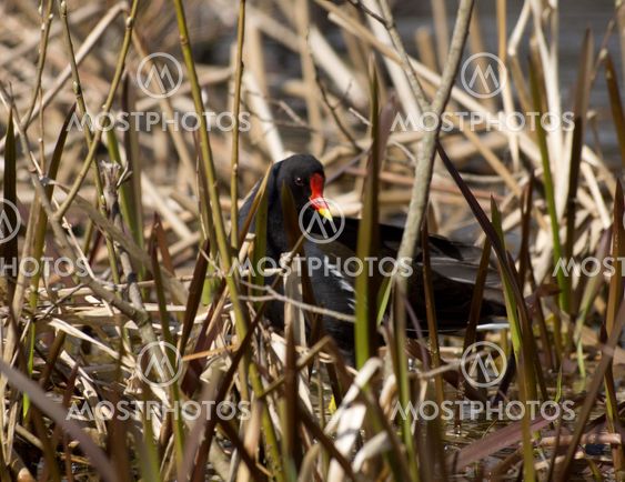 Moorhen