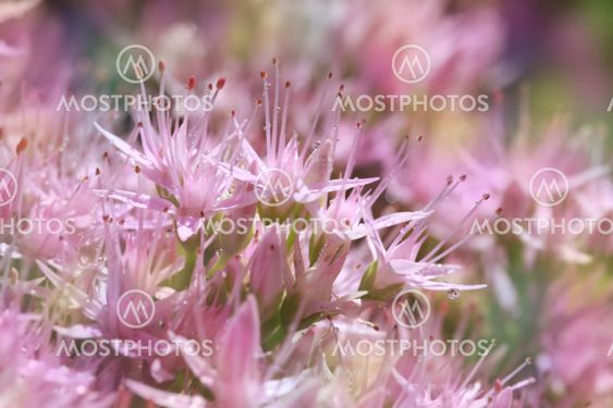 Colorful flowers