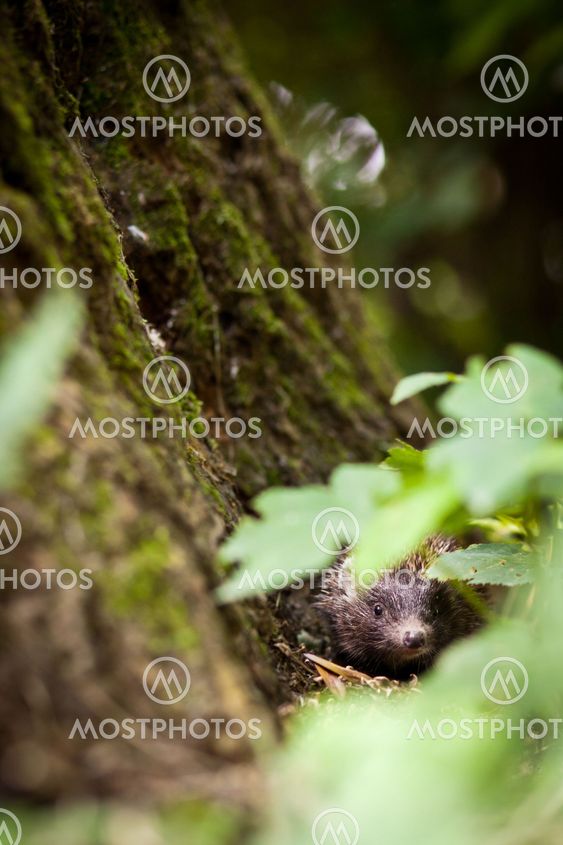 Baby European Hedgehog (Erinaceus europaeus) sniffing in grass, exploring the natural world