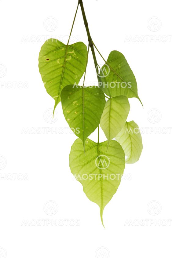 Green Bhodi leaves on white background