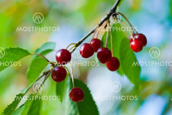 Cherry tree
