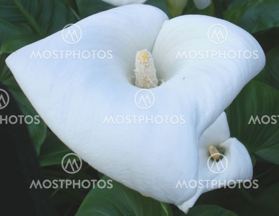 Blomst