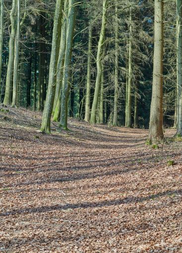 Forest and trees in very early spring - Denmark. A photo...