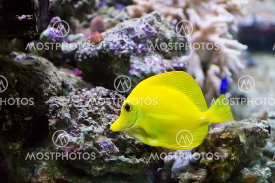 Zebrasoma yellow tang fish
