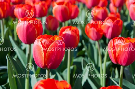tulip in flower field