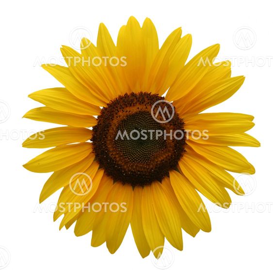 Sunflower isolated