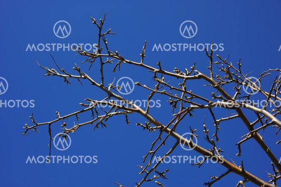 bare branch