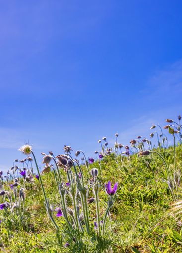 Blommande vackra Backsippor på en blomsterkulle
