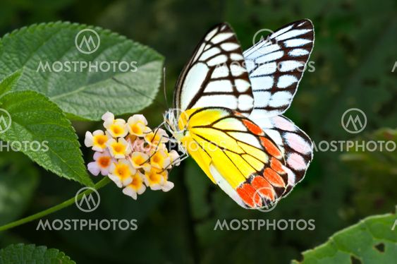 Butterfly Common Jezebel Delias eucharis flower closeup copy space