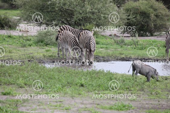 Zebra Botswana Africa savannah wild animal picture
