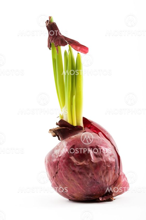 Spring onion