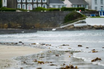 Seagulls in Kilkee, coastal town, popular as a seaside...