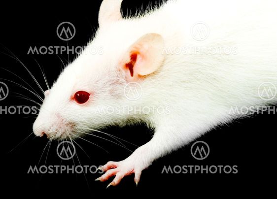 White Rat