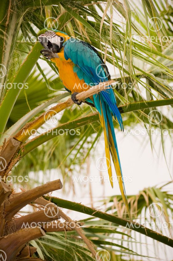 Kullan ja sininen Macaw, palmupuu