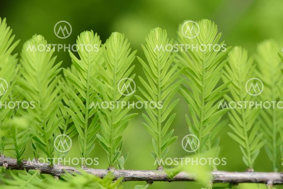 closeup of taxodium distichum sprouts