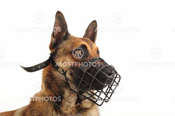 malinois and muzzle