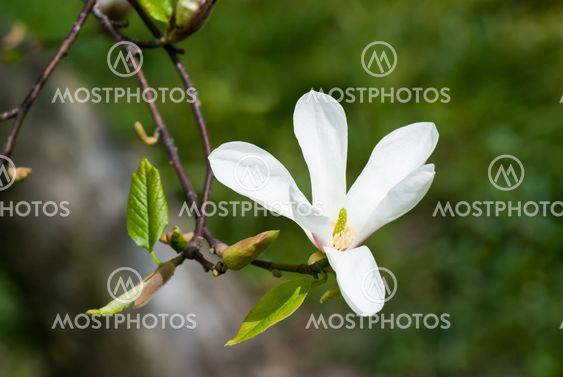Magnolia flower
