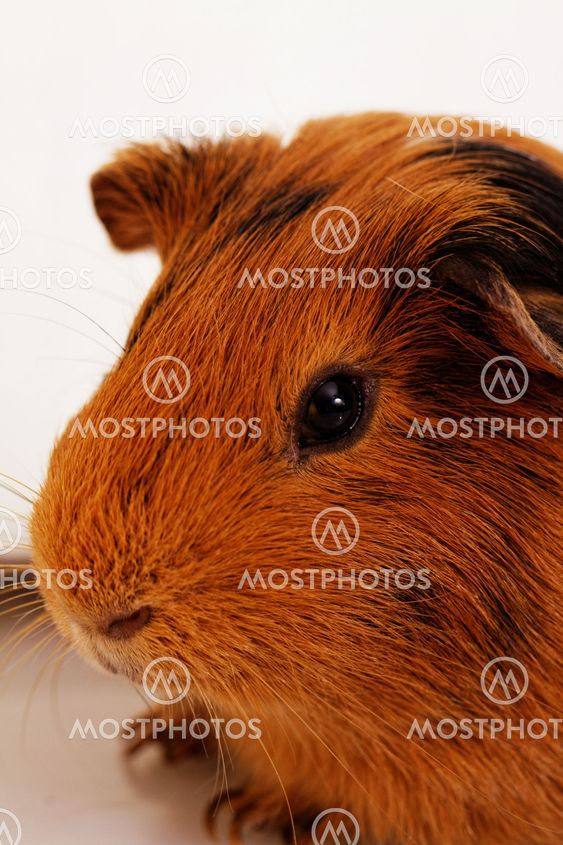 guinea pig eye close-up (macro)