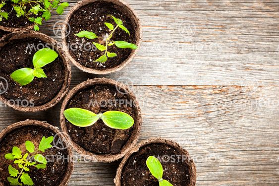 Seedlings growing in peat moss pots