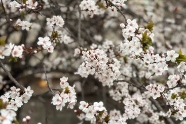 Dense white blossoms covering tree branches in spring....