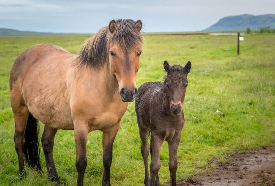 Mare and Foal