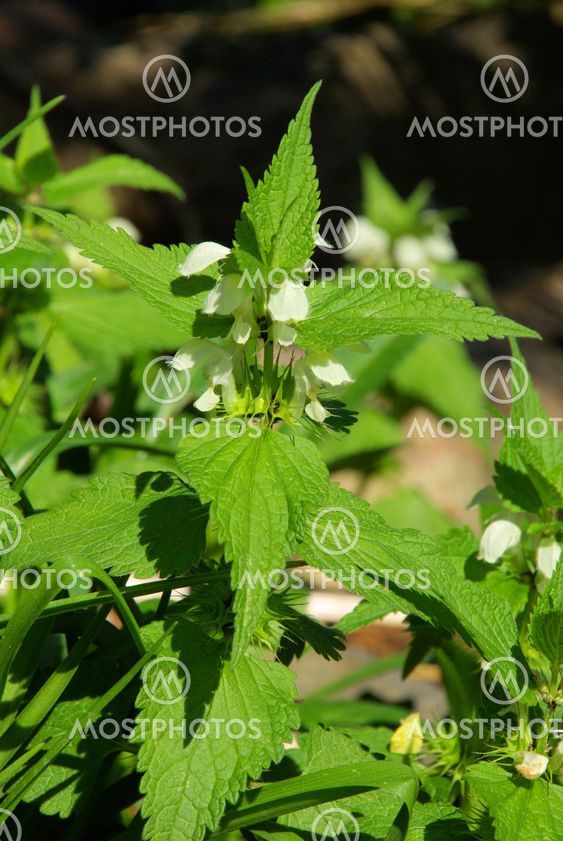 Taubnessel - deadnettle 02