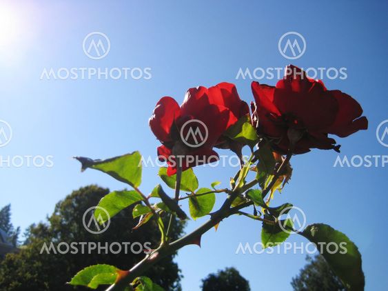 Red Roses for You ! V1