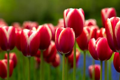 Colorful tulips 