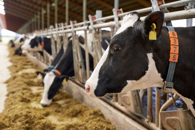herd of cows eating hay in cowshed on dairy farm