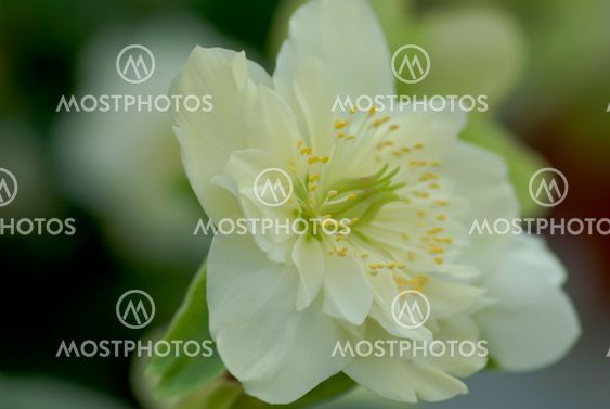 Hellebore