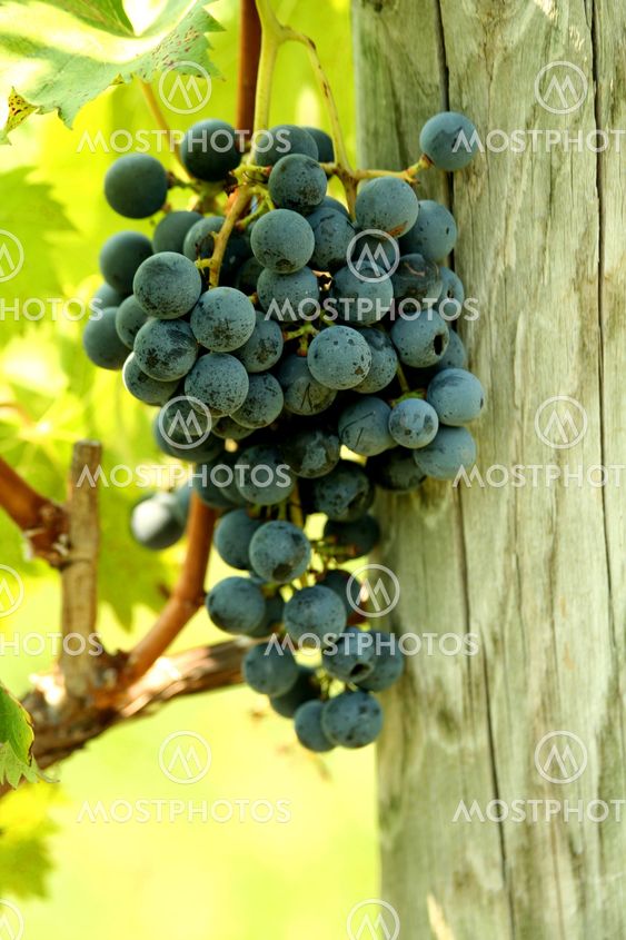 A bunch of grapes