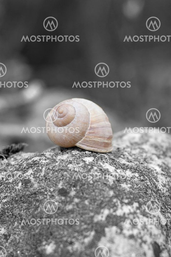 Empty shell of the currant snail