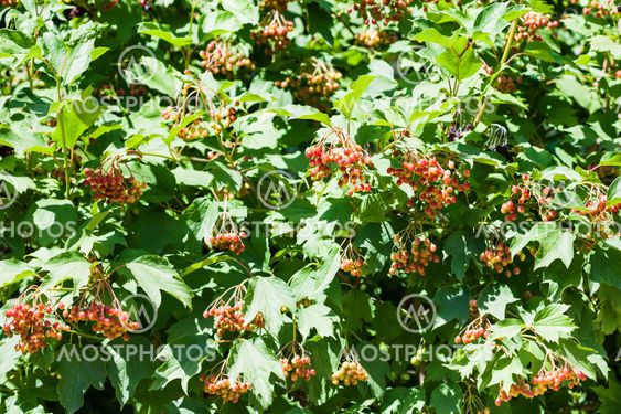 bushes of Viburnum plant with red fruits